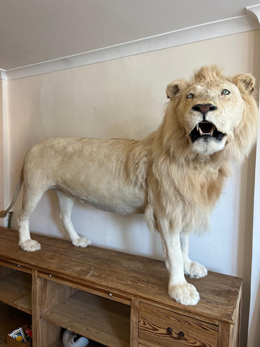 Impressive White Lion Taxidermy with CITES Papers