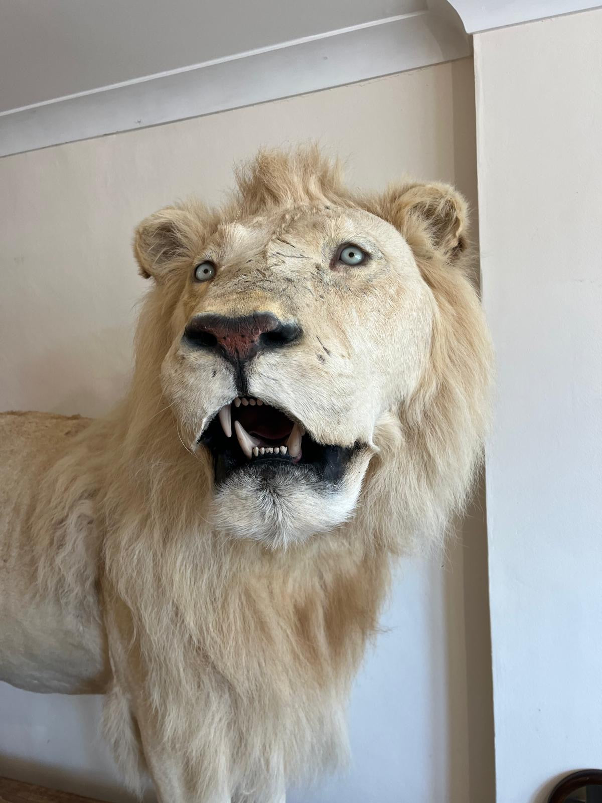 Impressive White Lion Taxidermy with CITES Papers