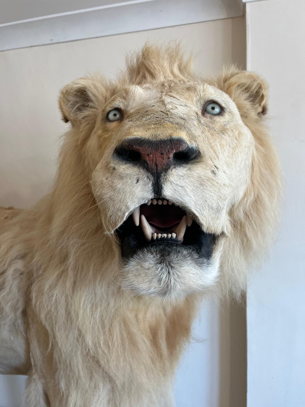 Impressive White Lion Taxidermy with CITES Papers