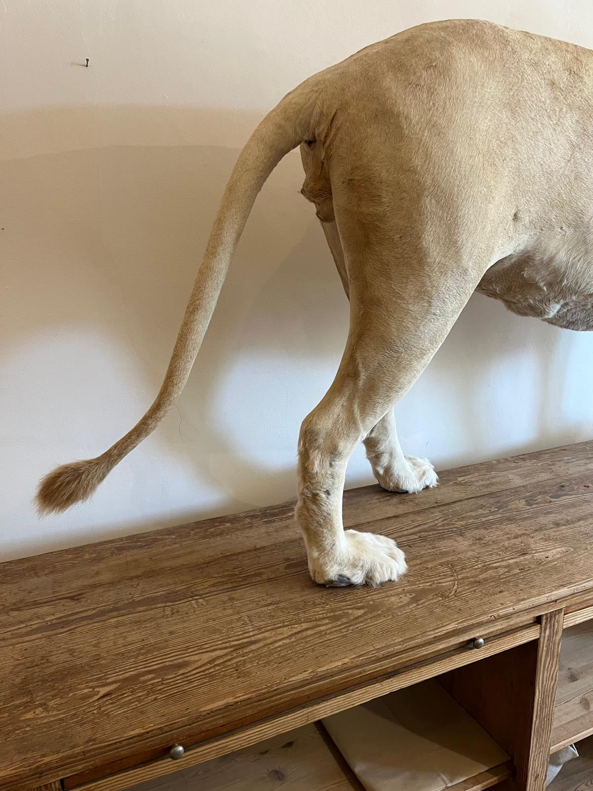 Impressive White Lion Taxidermy with CITES Papers