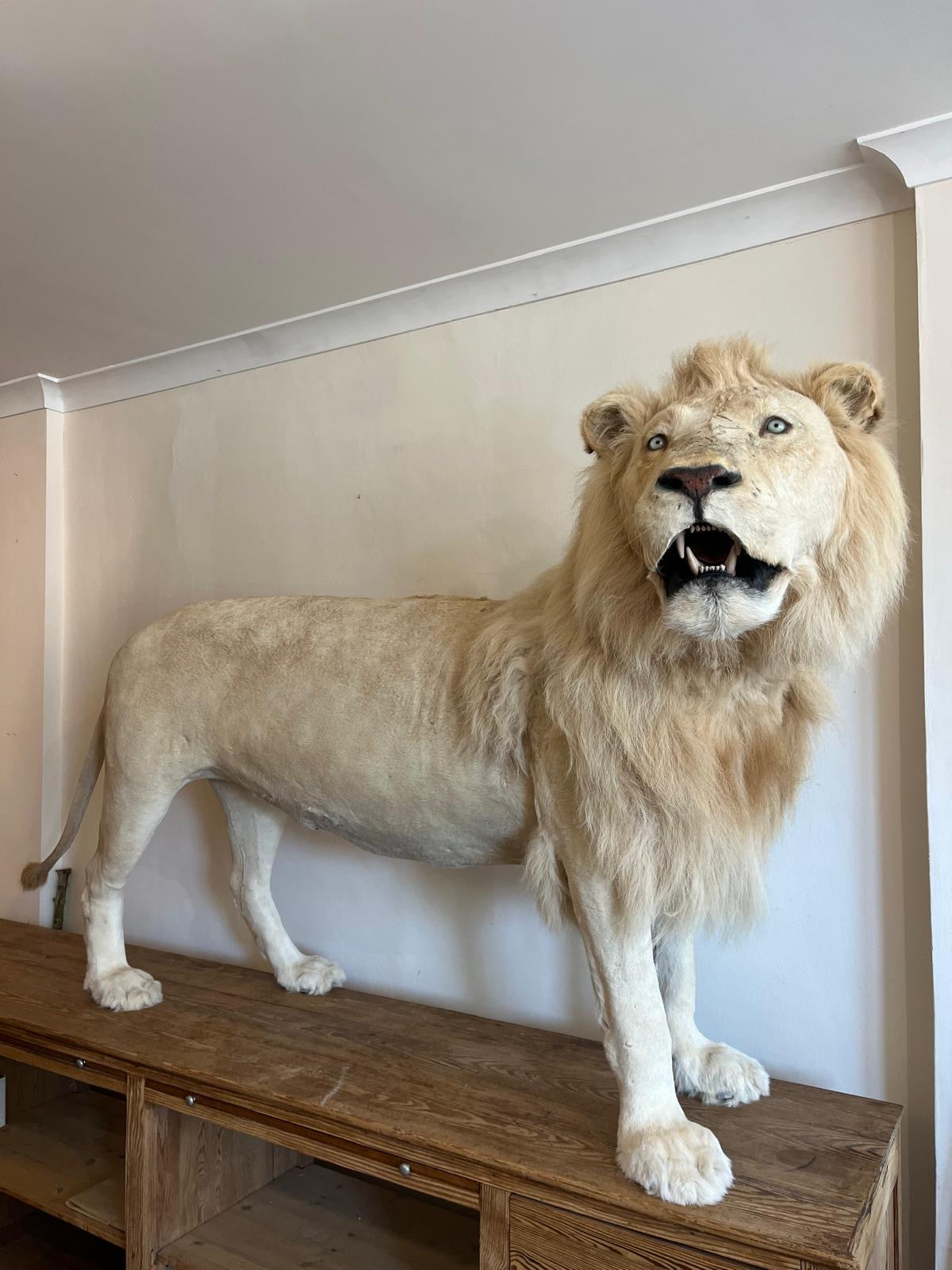 Impressive White Lion Taxidermy with CITES Papers