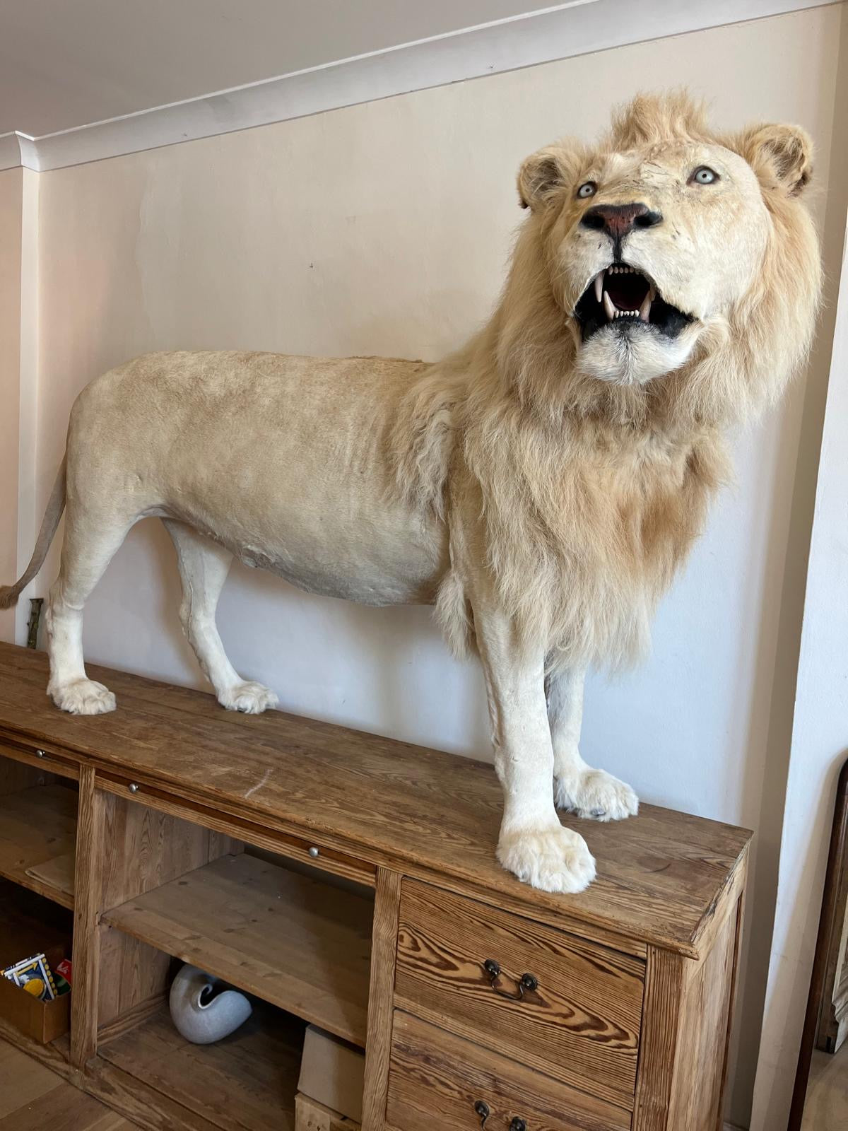 Impressive White Lion Taxidermy with CITES Papers
