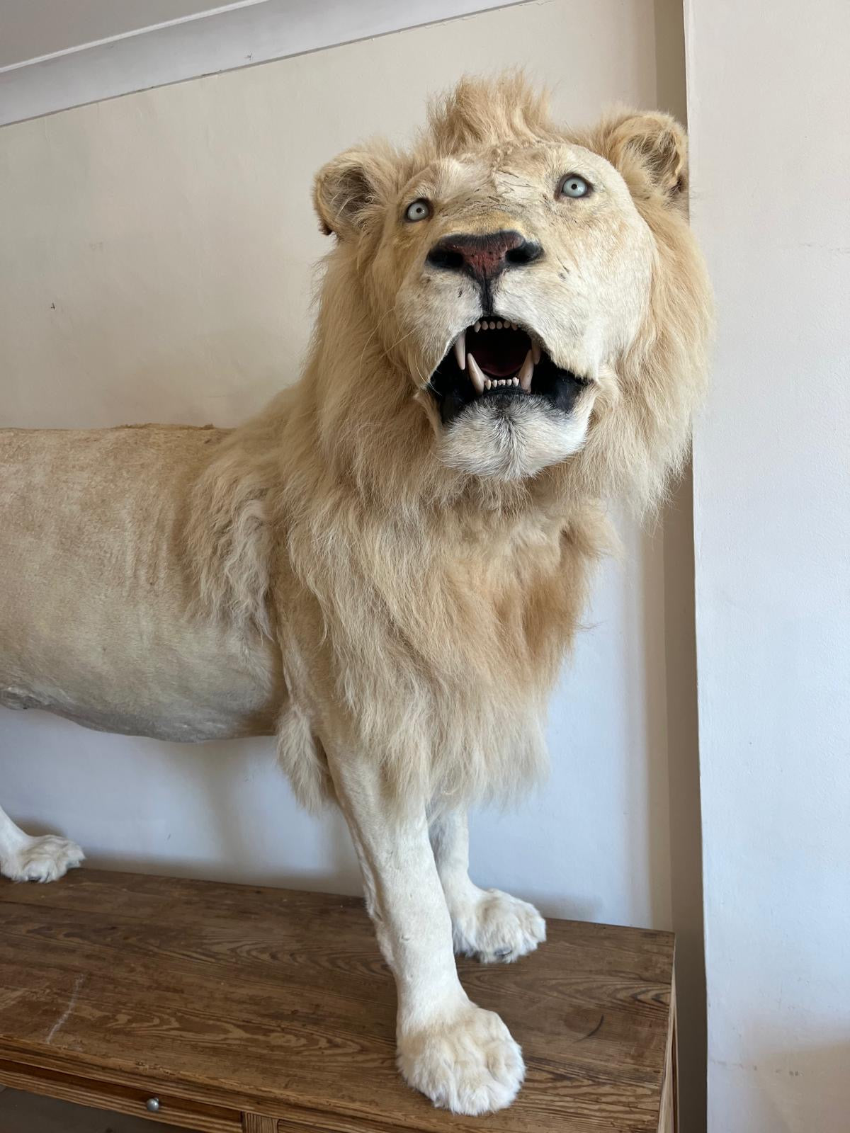 Impressive White Lion Taxidermy with CITES Papers