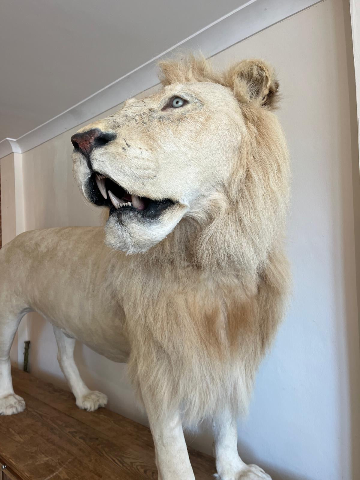 Impressive White Lion Taxidermy with CITES Papers