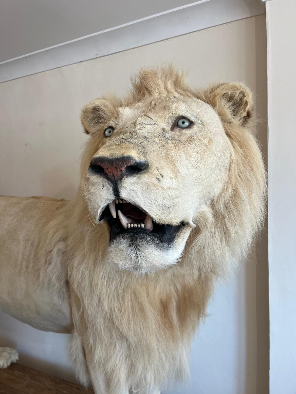 Impressive White Lion Taxidermy with CITES Papers
