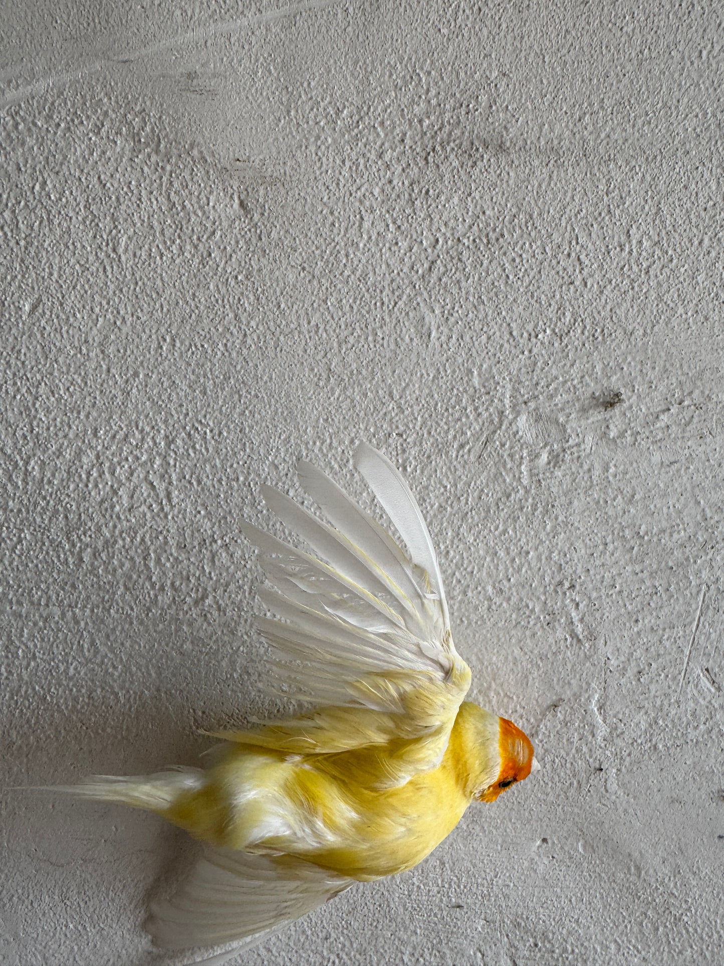 Grote gedroogde bloemenmuurkrans met vogeldetail – handgemaakt