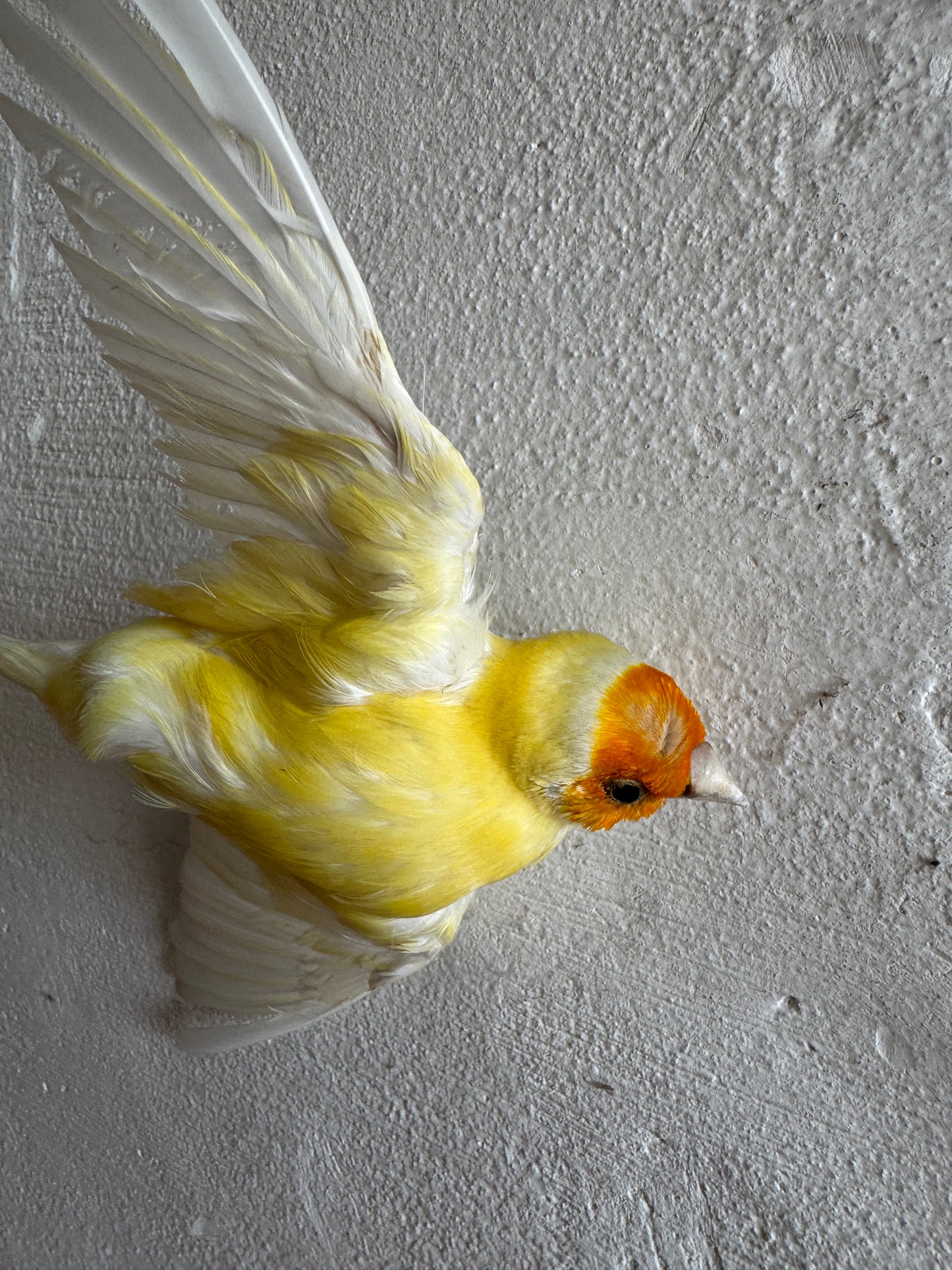 Grote gedroogde bloemenmuurkrans met vogeldetail – handgemaakt