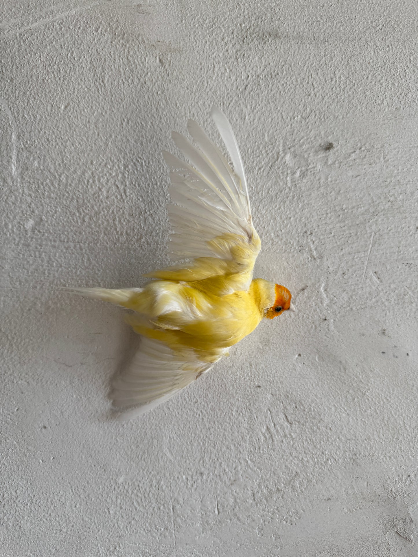 Grote gedroogde bloemenmuurkrans met vogeldetail – handgemaakt