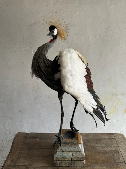 Opgezette grijze kroonkraanvogel (Balearica regulorum) – ca. 20e eeuw