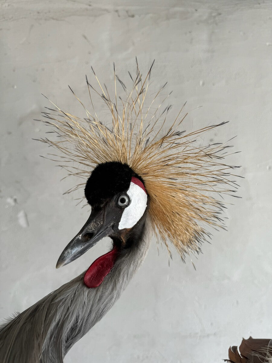 Opgezette grijze kroonkraanvogel (Balearica regulorum) – ca. 20e eeuw