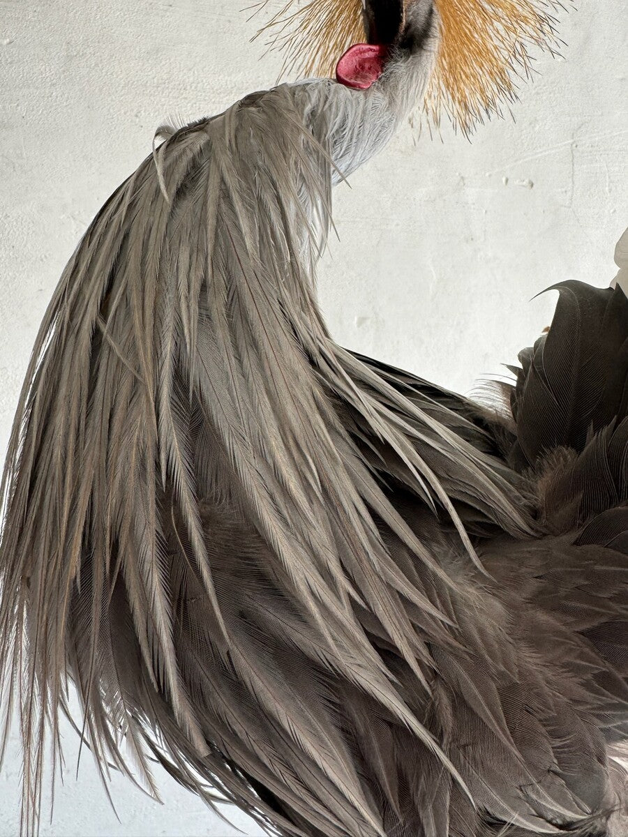 Opgezette grijze kroonkraanvogel (Balearica regulorum) – ca. 20e eeuw