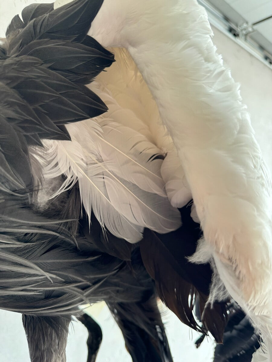 Opgezette grijze kroonkraanvogel (Balearica regulorum) – ca. 20e eeuw