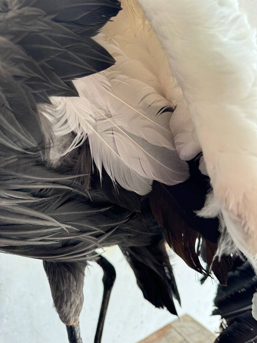 Opgezette grijze kroonkraanvogel (Balearica regulorum) – ca. 20e eeuw