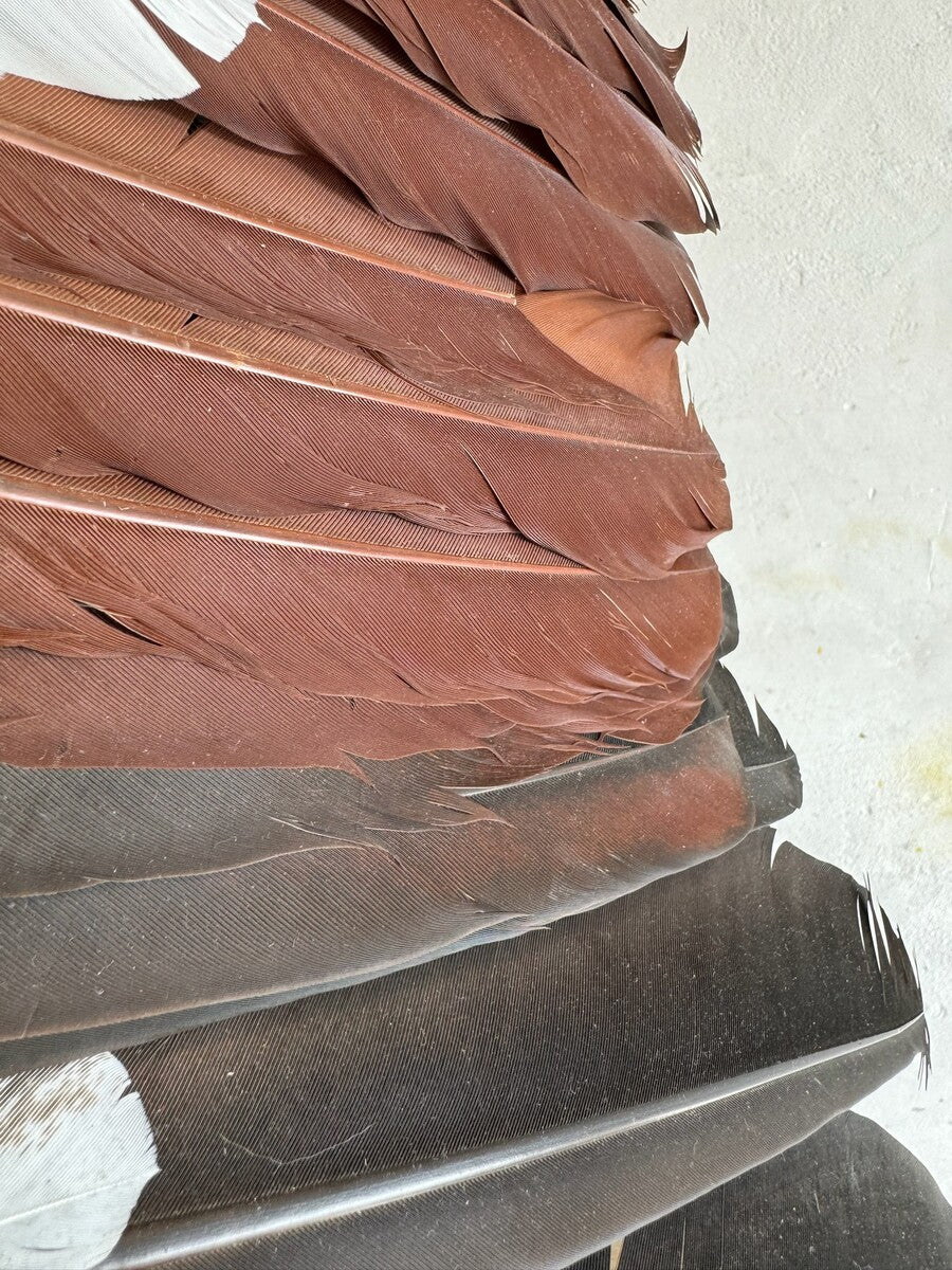 Opgezette grijze kroonkraanvogel (Balearica regulorum) – ca. 20e eeuw