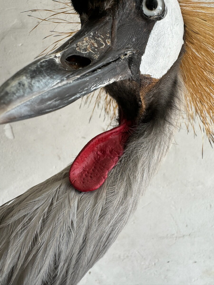 Opgezette grijze kroonkraanvogel (Balearica regulorum) – ca. 20e eeuw