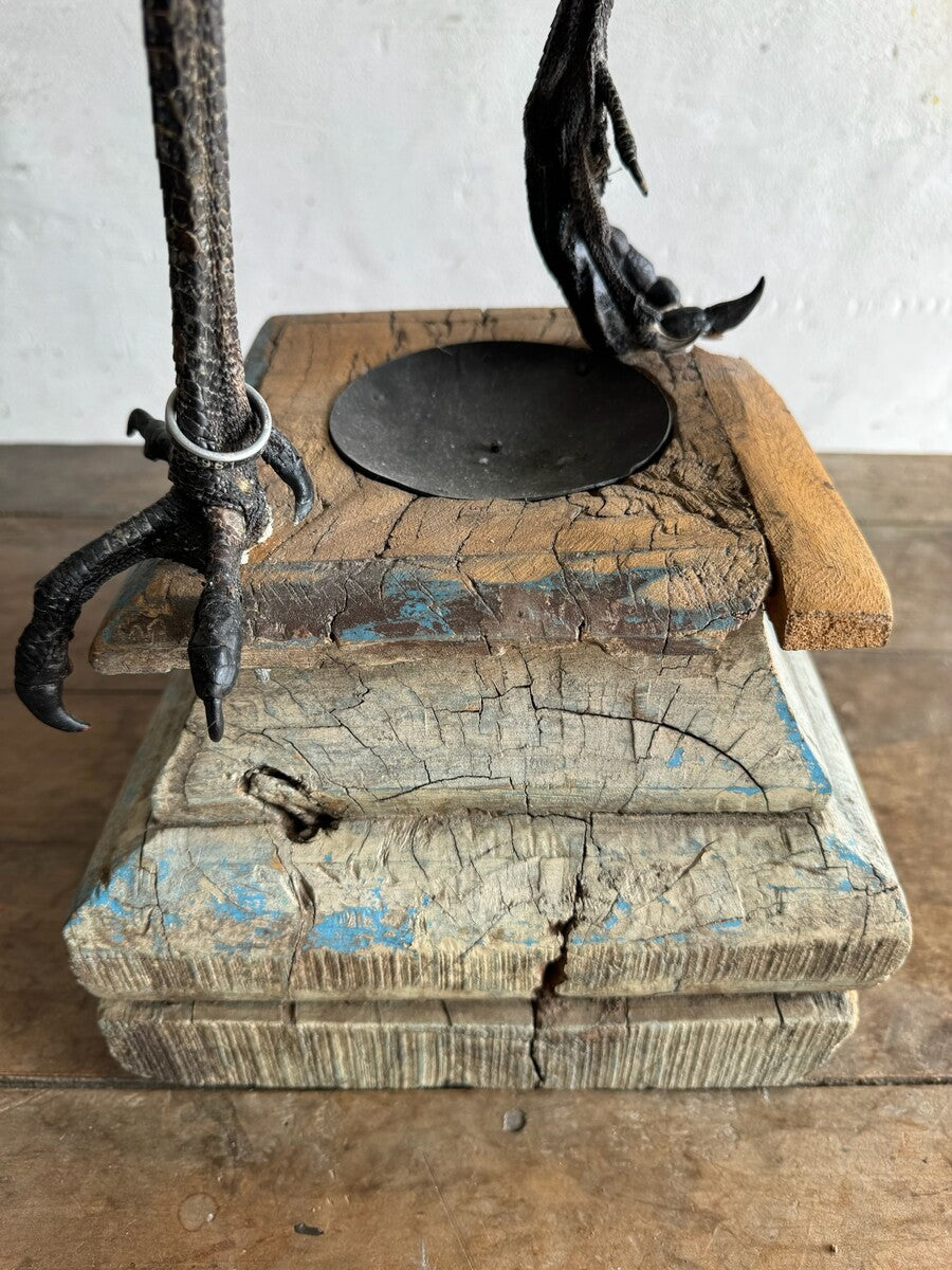 Opgezette grijze kroonkraanvogel (Balearica regulorum) – ca. 20e eeuw