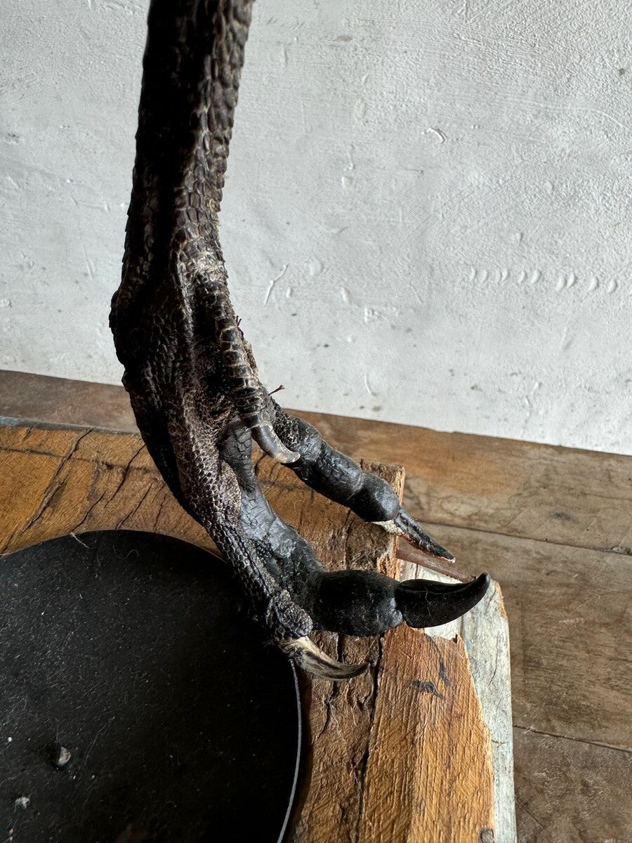 Opgezette grijze kroonkraanvogel (Balearica regulorum) – ca. 20e eeuw