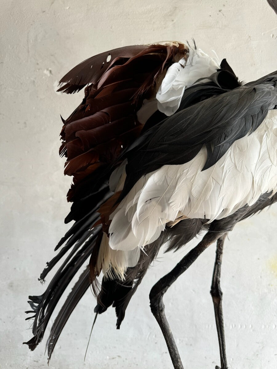 Opgezette grijze kroonkraanvogel (Balearica regulorum) – ca. 20e eeuw