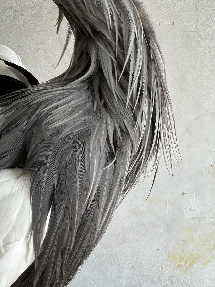 Opgezette grijze kroonkraanvogel (Balearica regulorum) – ca. 20e eeuw