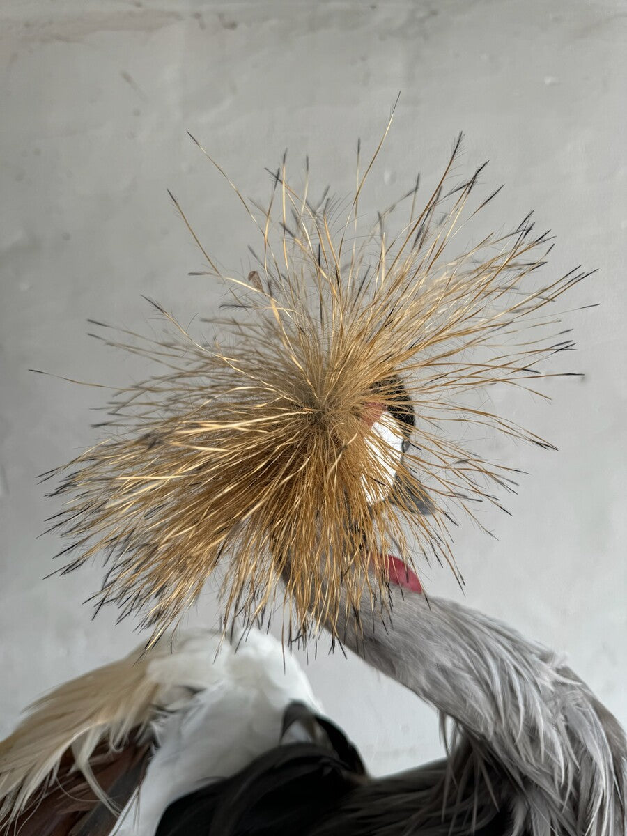 Opgezette grijze kroonkraanvogel (Balearica regulorum) – ca. 20e eeuw