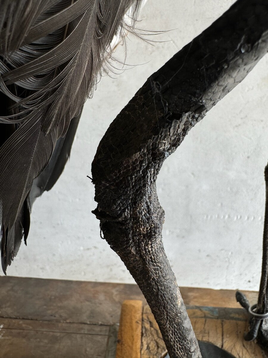 Opgezette grijze kroonkraanvogel (Balearica regulorum) – ca. 20e eeuw