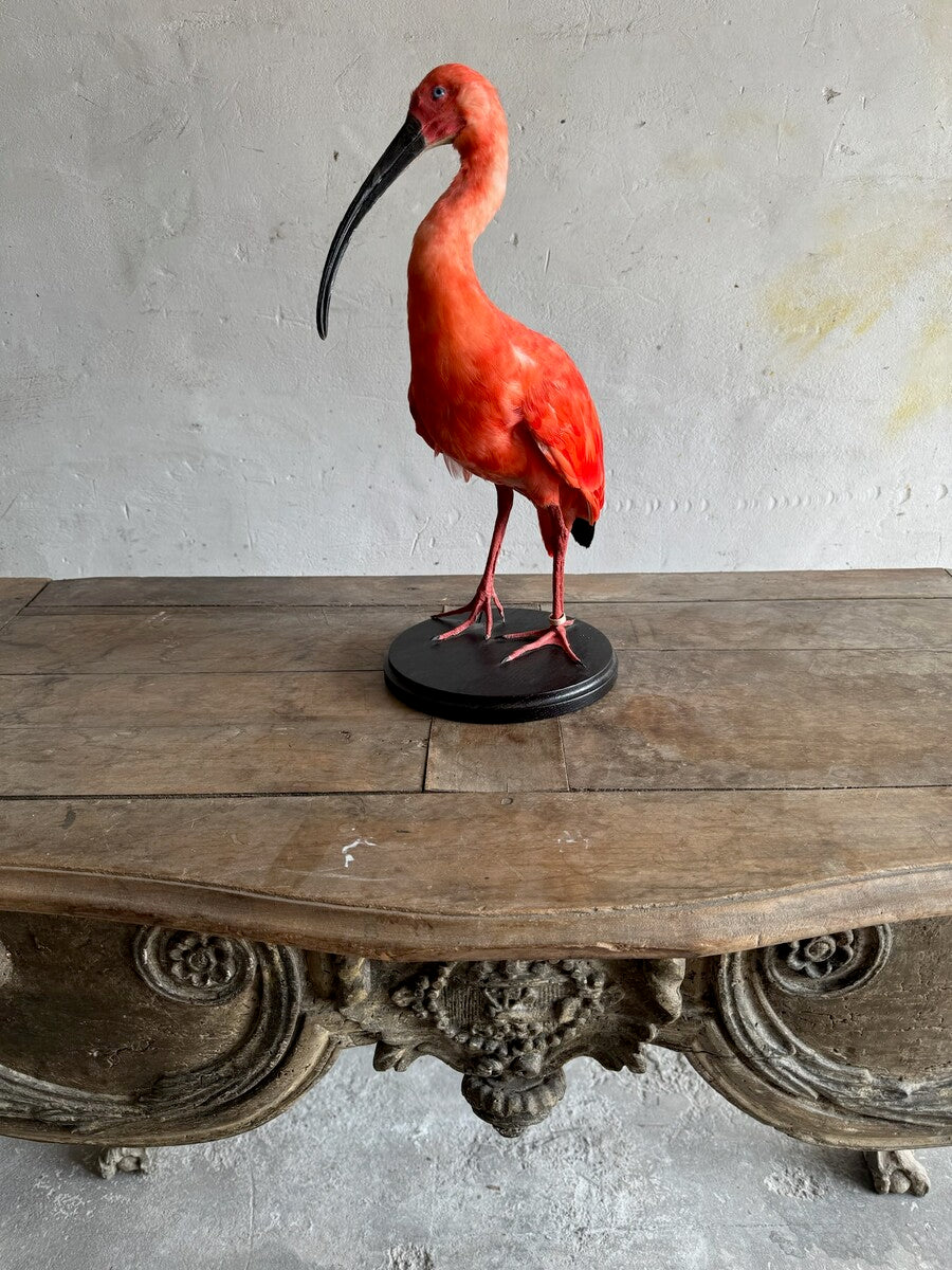 Taxidermische scharlaken ibis (Eudocimus ruber) – Ca. 20e eeuw