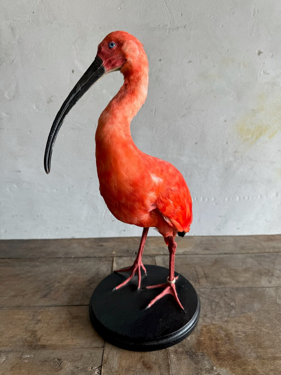 Taxidermische scharlaken ibis (Eudocimus ruber) – Ca. 20e eeuw