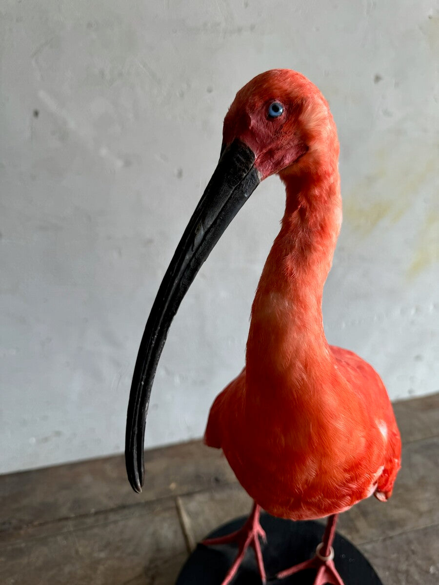 Taxidermische scharlaken ibis (Eudocimus ruber) – Ca. 20e eeuw