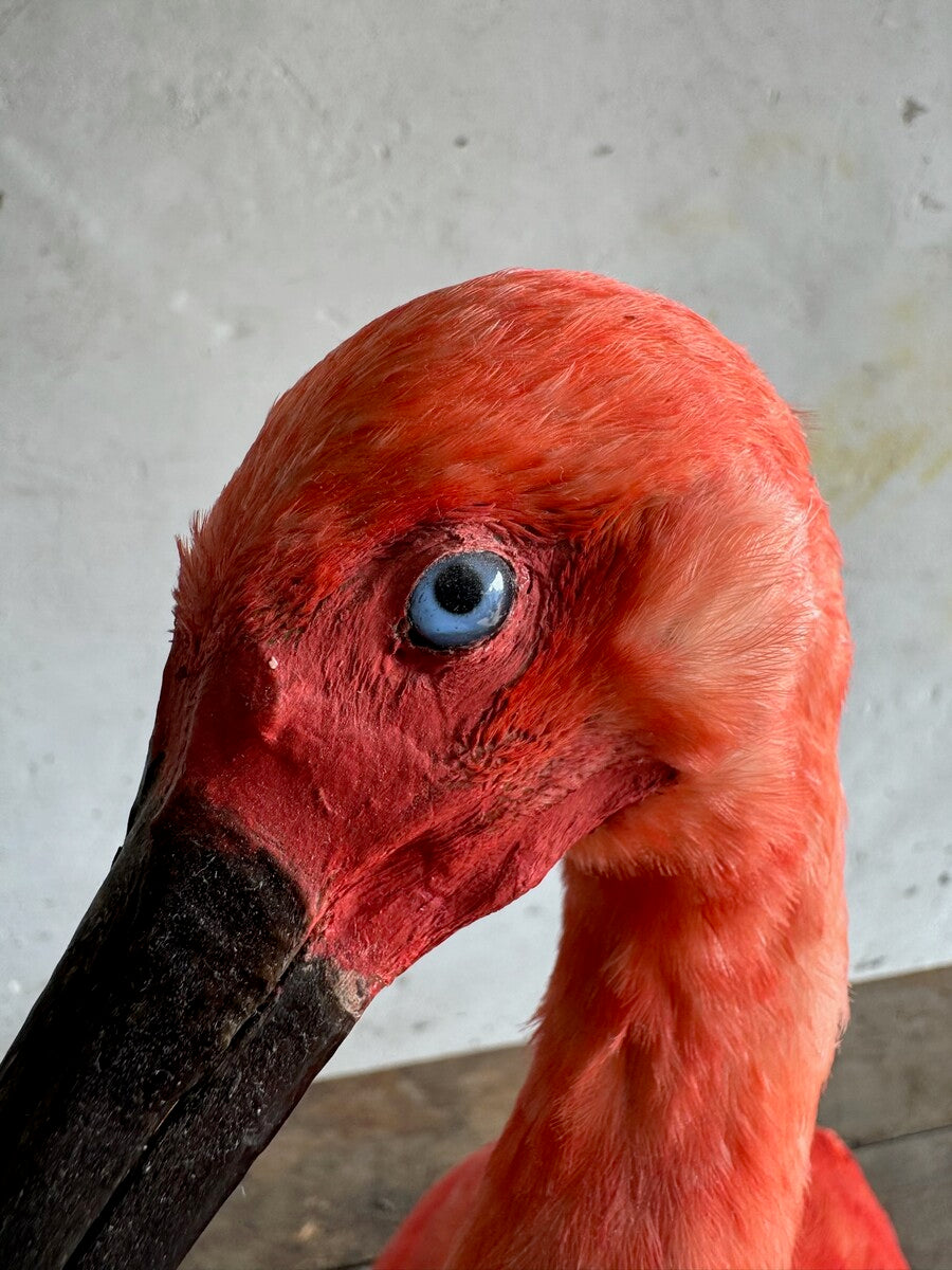 Taxidermische scharlaken ibis (Eudocimus ruber) – Ca. 20e eeuw