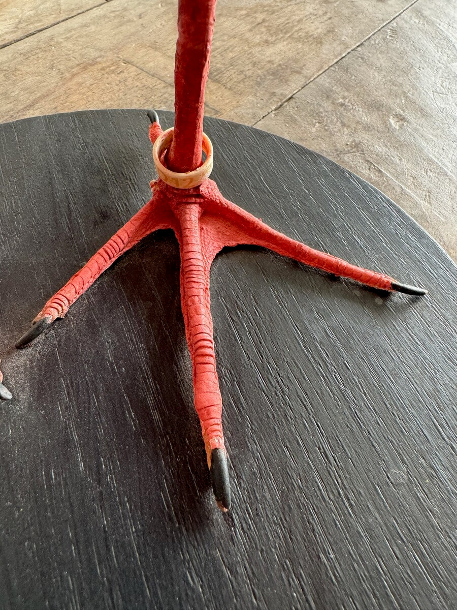 Taxidermische scharlaken ibis (Eudocimus ruber) – Ca. 20e eeuw