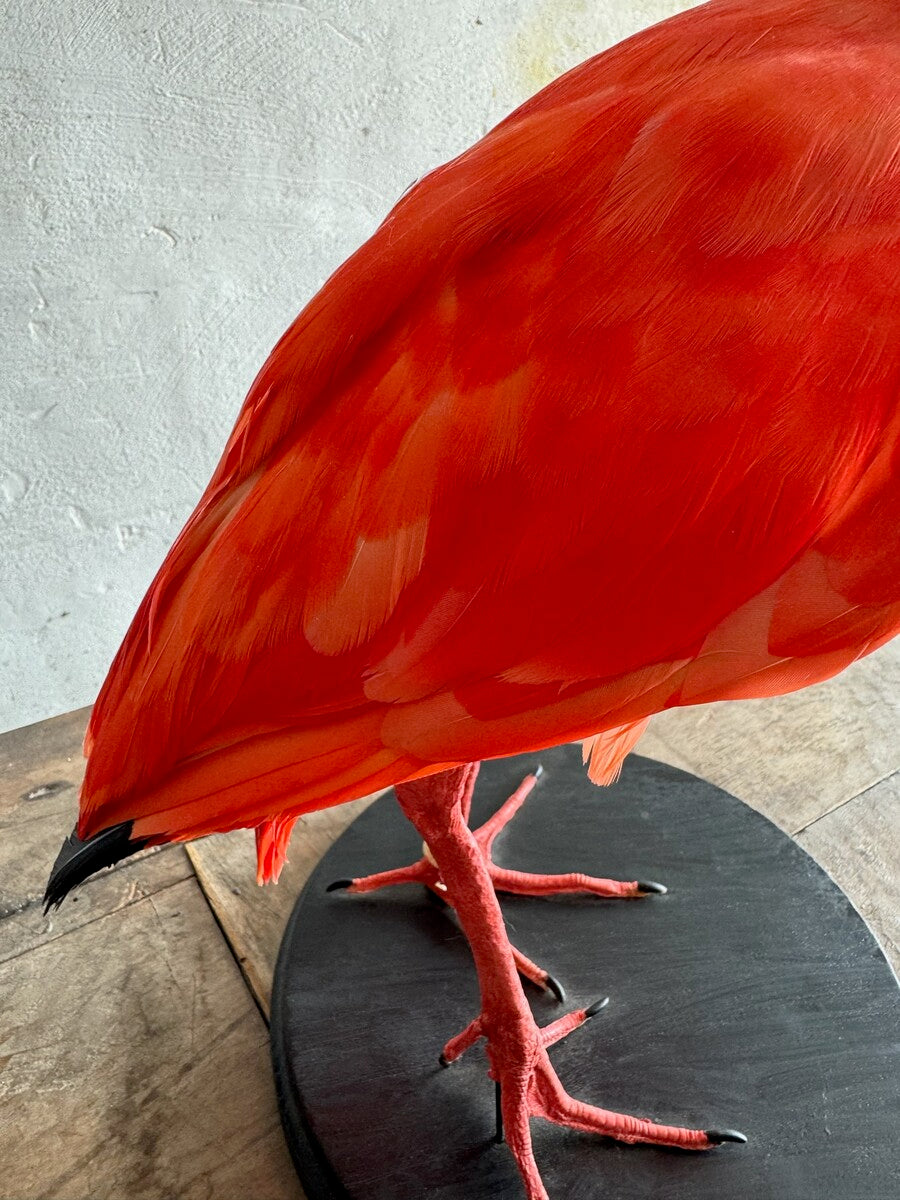 Taxidermische scharlaken ibis (Eudocimus ruber) – Ca. 20e eeuw