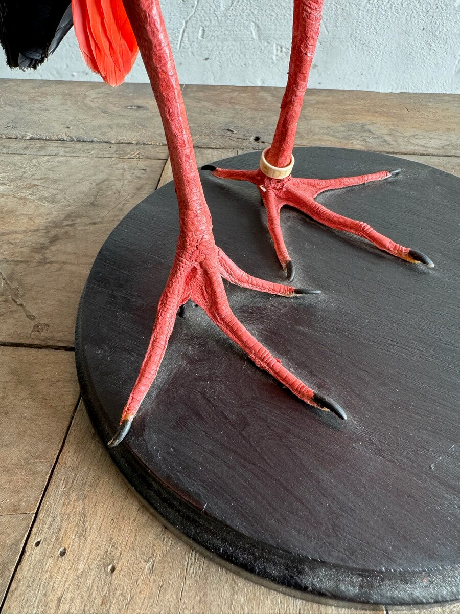 Taxidermische scharlaken ibis (Eudocimus ruber) – Ca. 20e eeuw