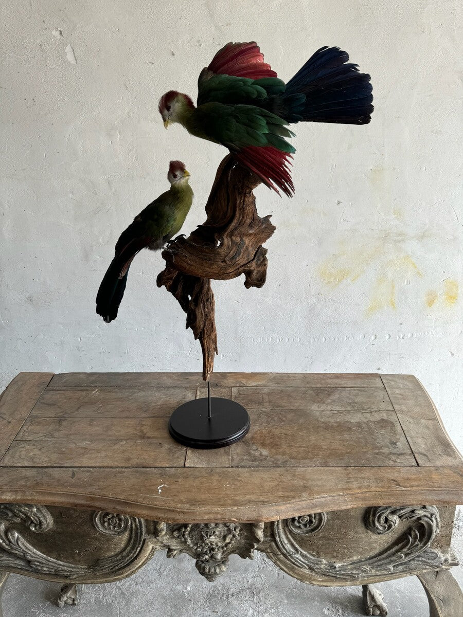 Opgezette roodkuiftoerako (Tauraco erythrolophus) – ca. 20e eeuw