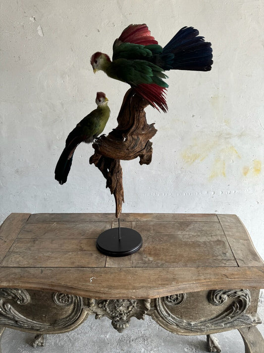 Opgezette roodkuiftoerako (Tauraco erythrolophus) – ca. 20e eeuw