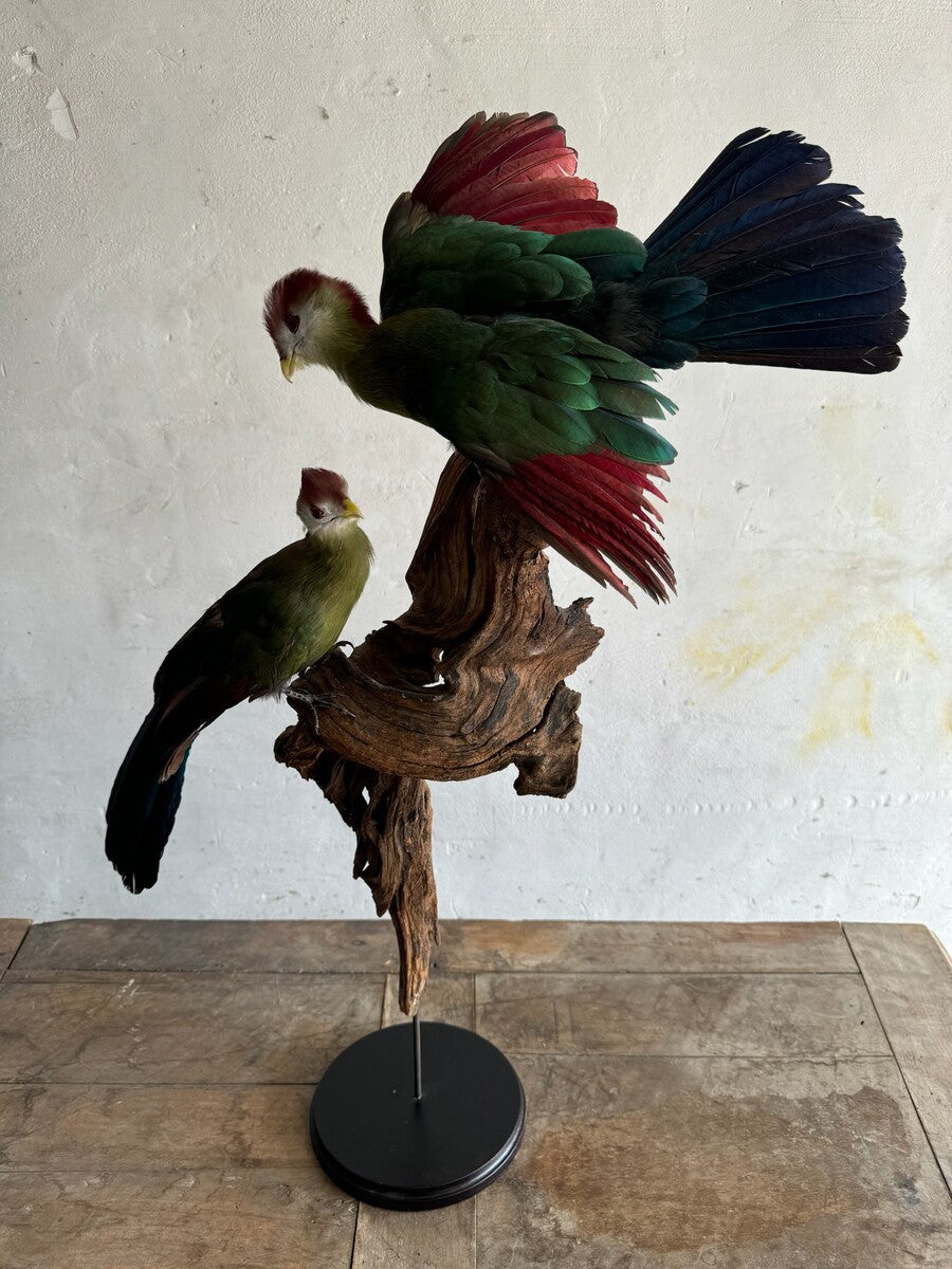 Opgezette roodkuiftoerako (Tauraco erythrolophus) – ca. 20e eeuw