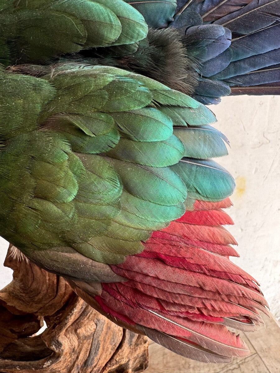 Opgezette roodkuiftoerako (Tauraco erythrolophus) – ca. 20e eeuw