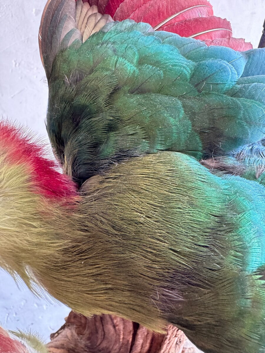 Opgezette roodkuiftoerako (Tauraco erythrolophus) – ca. 20e eeuw