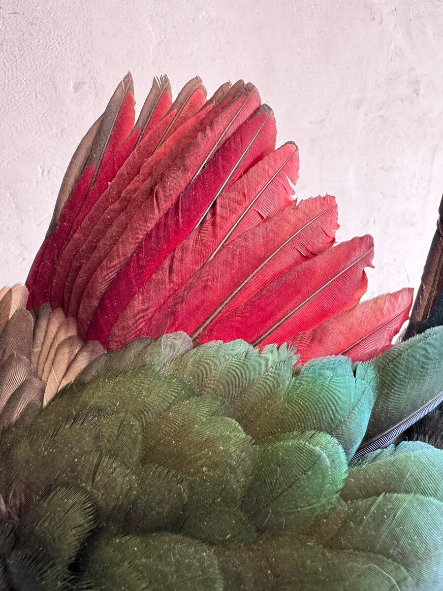 Opgezette roodkuiftoerako (Tauraco erythrolophus) – ca. 20e eeuw