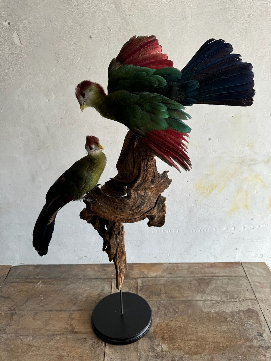 Opgezette roodkuiftoerako (Tauraco erythrolophus) – ca. 20e eeuw