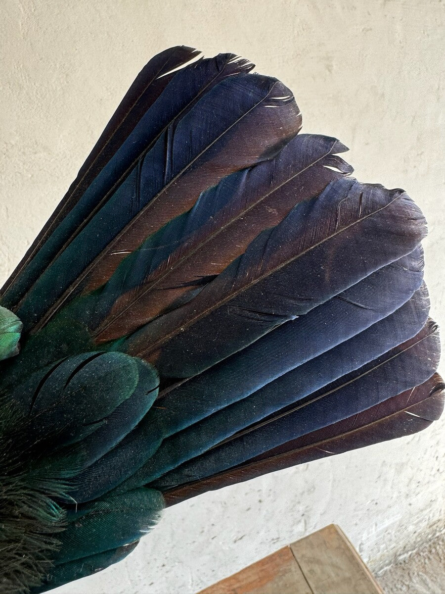 Opgezette roodkuiftoerako (Tauraco erythrolophus) – ca. 20e eeuw