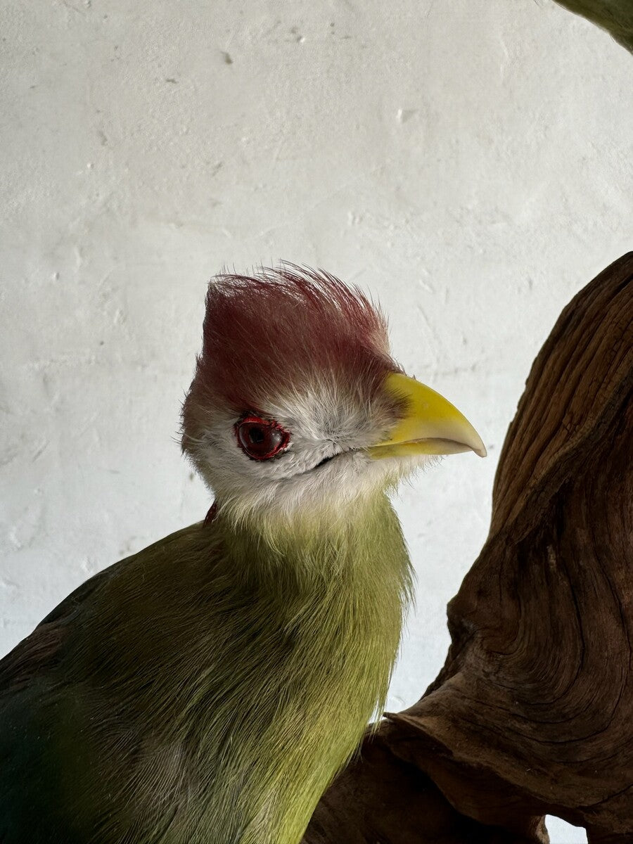 Opgezette roodkuiftoerako (Tauraco erythrolophus) – ca. 20e eeuw