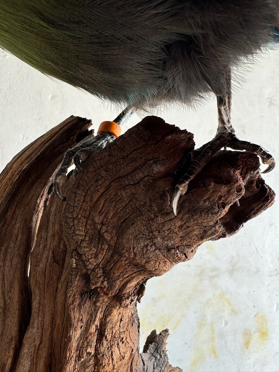 Opgezette roodkuiftoerako (Tauraco erythrolophus) – ca. 20e eeuw