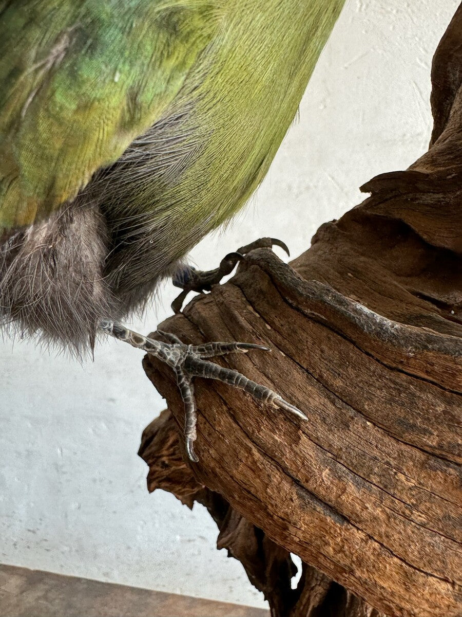 Opgezette roodkuiftoerako (Tauraco erythrolophus) – ca. 20e eeuw