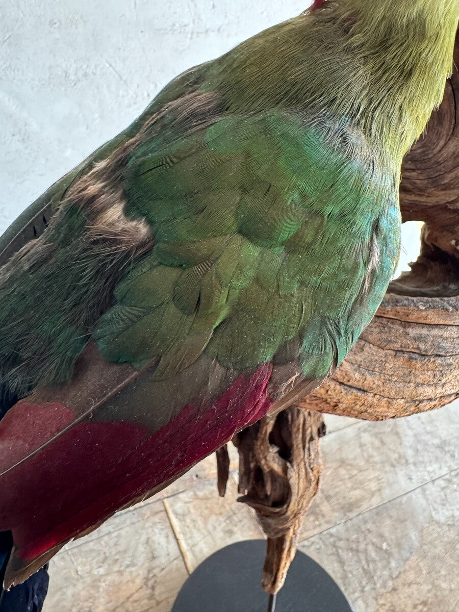 Opgezette roodkuiftoerako (Tauraco erythrolophus) – ca. 20e eeuw