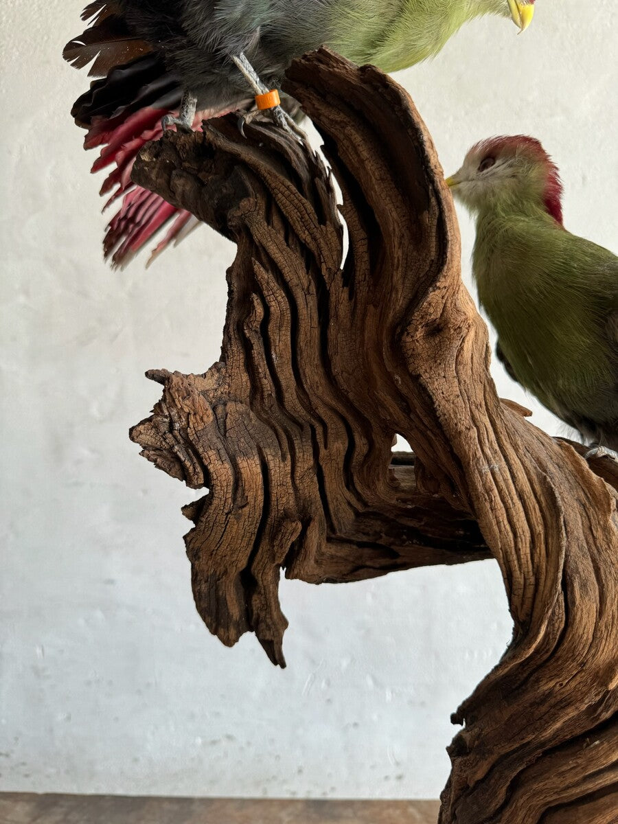 Opgezette roodkuiftoerako (Tauraco erythrolophus) – ca. 20e eeuw