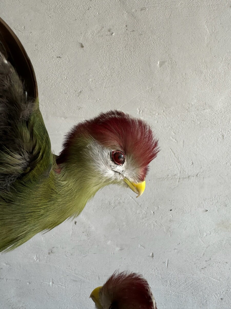 Opgezette roodkuiftoerako (Tauraco erythrolophus) – ca. 20e eeuw