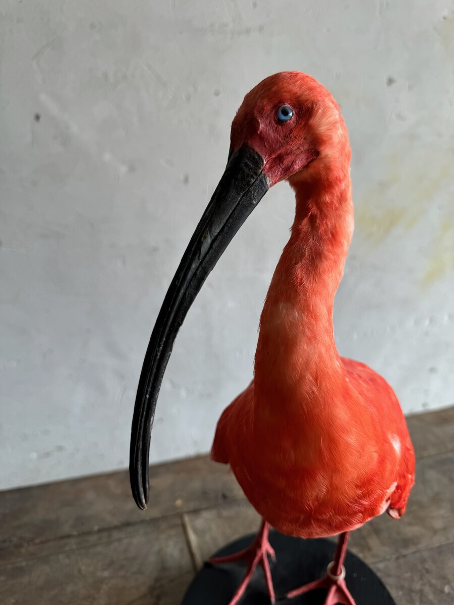 Rode ibis- eudocimus ruber