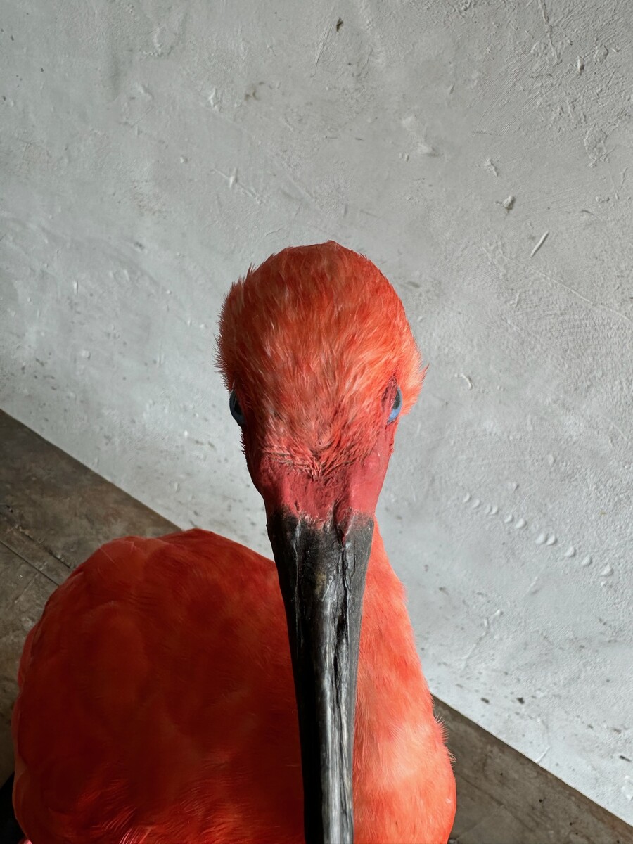 Rode ibis- eudocimus ruber