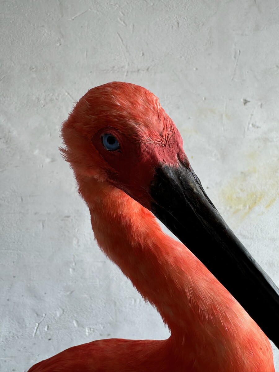 Rode ibis- eudocimus ruber